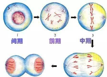 【科学家】人类的极限寿命是几岁？科学家通过研究细胞分裂，得出理论值