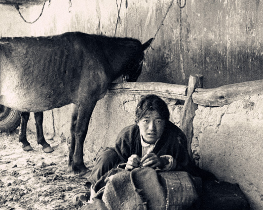 农奴|直击解放前悲惨的西藏农奴:被农奴主当马骑,最后一张图看了让人心疼