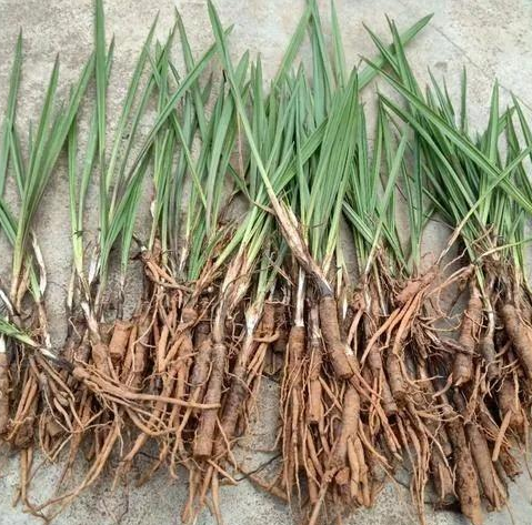 水果：40岁后“十人九腰疼”，推荐4物，腰不疼腿?不痛