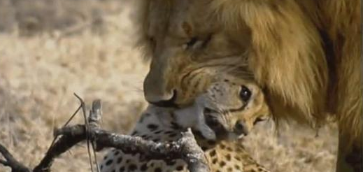 狮子|带你了解猫科动物之间不吃对方的肉