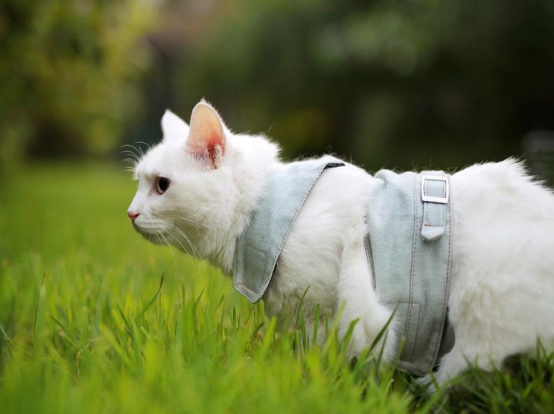 应不应该遛猫？尽量不要去这么做，会对猫咪有很大的伤害