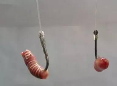 |“万能饵”蚯蚓挂不上钩？你不知道的蚯蚓正确使用方法，了解一下