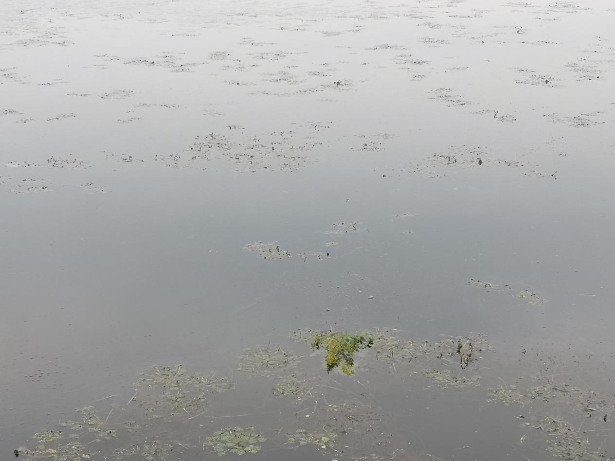 鲫鱼|秋天,大鲫鱼喜欢藏在这几个地方