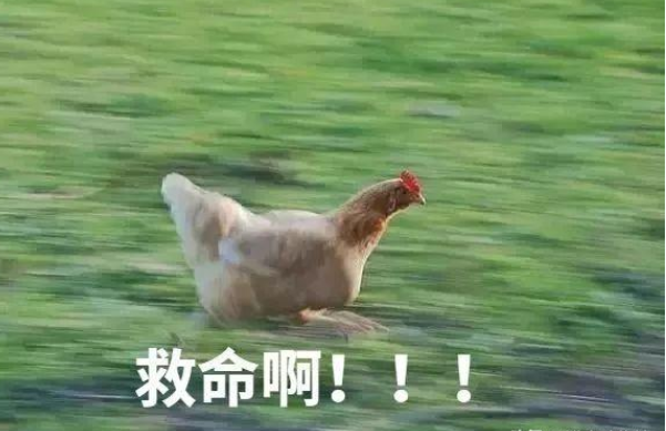 昆虫|家畜它们知道自己活着最后会被杀掉吗？动物有没有预见性！