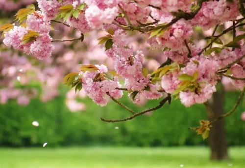 ▲莫负三春桃花雨，谁人桃下种相思；桃花诗十四首，好留香梦一行诗