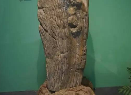 科学家|世界上最硬的树，比钢铁还硬，子弹都打不穿，科学家至今解开它的秘密