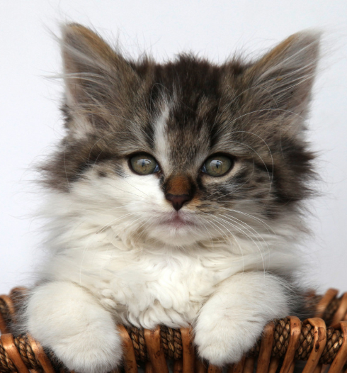 医生|我家养了很多年猫，就我所观察的惹猫生气后它的反应有以下几种吧。