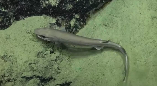 鲨鱼|全球最罕见鲨鱼，短尾猫鲨在大堡礁现世，人类第一次发现活体！