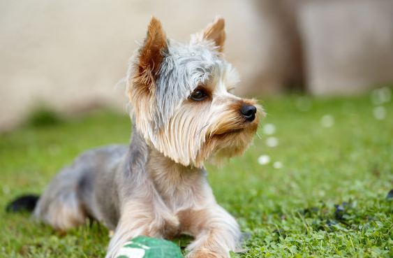 刚带回家的小狗，有这些是不能做的。