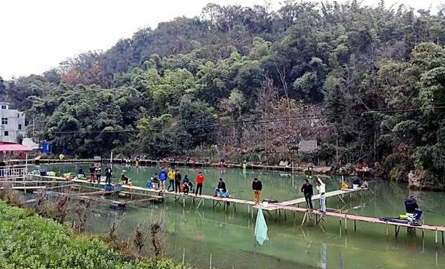 饵料|黑坑如何有效抢鱼？做好这八点就对了！