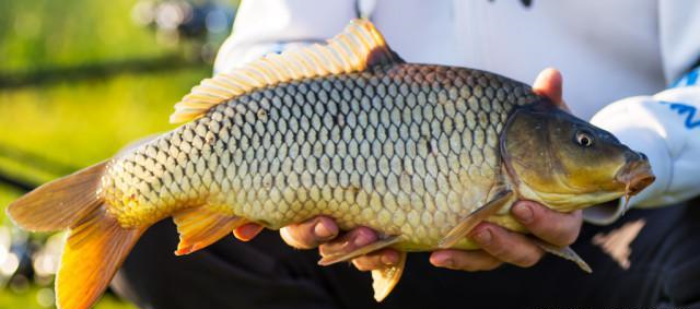 鱼塘：各位钓友，没有掌握这些前，劝你别去黑坑钓鱼