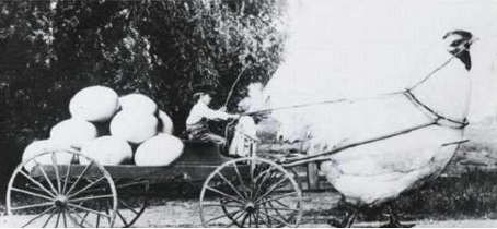 百年前美國“浮誇風”的照片：一列火車運一顆土豆，圖5雞比牛大-圖5
