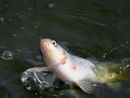 饵料|鸡肝饵，味腥，钓鱼打窝有奇效！并且制作方法超简单