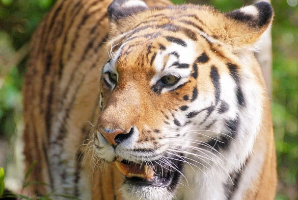 「老虎」世界上最凶狠的老虎,吃掉400余人,被击毙后发现它吃人真相