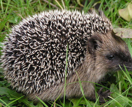 猫头鹰■刺猬遇到危险会蜷成一个球,但是面对这些动物,刺猬的尖刺没有一点作用!