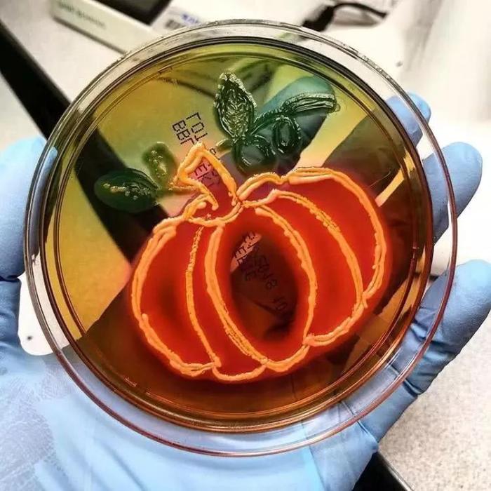 『鳄鱼』二十张大家从未见过的照片,琥珀中的壁虎有点像鳄鱼!