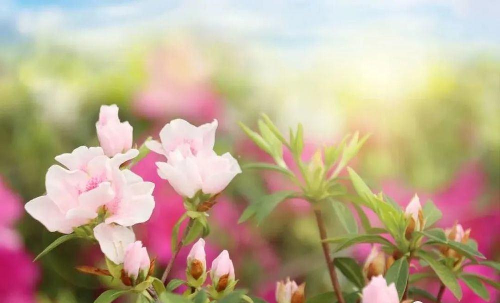 【运势】7月运势一鸣惊人，财来福到，事业大获成功的4个生肖