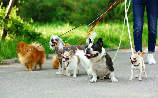 养狗最好养成这些习惯是对狗狗好的。