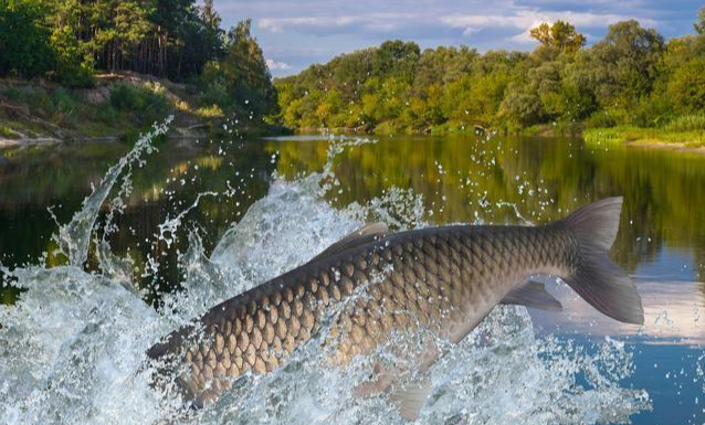 |包食钓草鱼法中——打窝与作钓的技巧！
