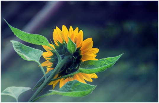 生肖|这4大生肖明年得财得福,一飞冲天功成名就,荣华富贵