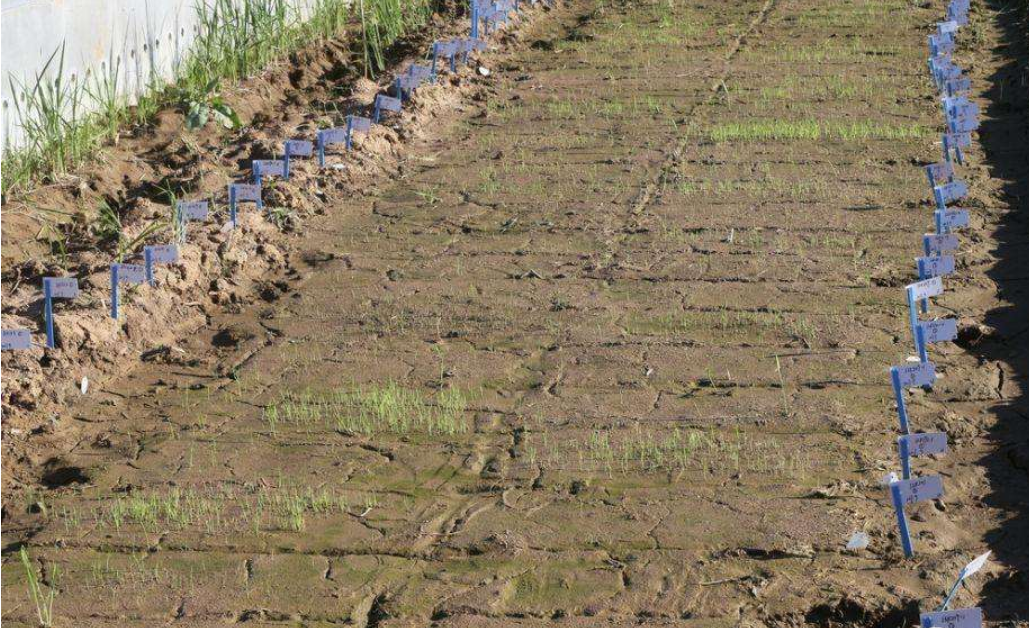 『海水稻』袁隆平海水稻试种青海，将来人们有望吃到“西部海水稻大米”