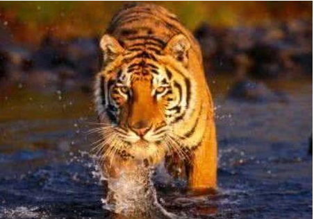 [生肖]5月招财纳福，4生肖求财顺利，喜上加喜，发财不愁