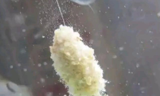 『鲢鳙』过来人告诉你,热天一旦用这鲢鳙钓法,莫不信,隔三五天就想试试