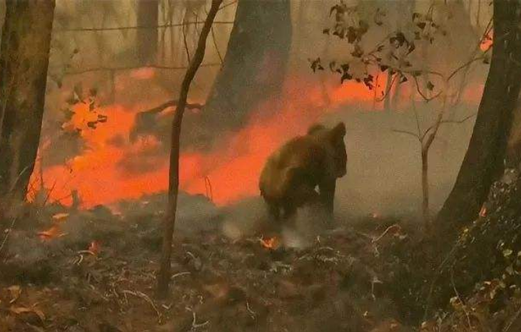 「科学家」2020地球麻烦不断，科学家忧心忡忡表示：更大麻烦或还在下半年！