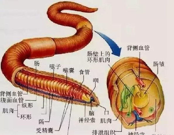 基因|如果把一只蚯蚓切成3段，那么等这3段蚯蚓都长大之后，他们之间是什么关系？