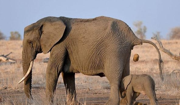 SpaceX|为什么自然界的动物不要擦屁股，而人类要？