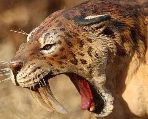 [剑齿虎]剑齿虎确实很强悍，而且它的猎物都是猛兽，但是剑齿虎还是灭绝了，原因很简单！