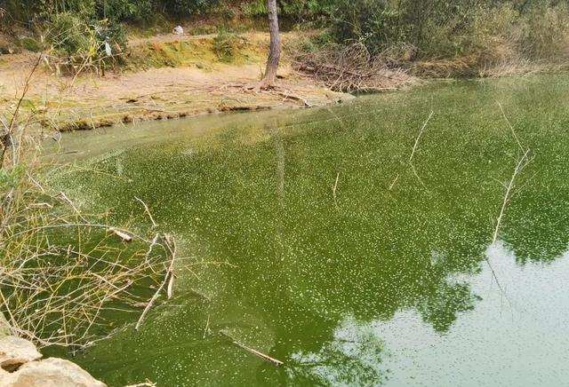 『饵料』陈年老塘难钓鱼，是浆层太厚鱼难寻钩饵？错，是窝里根本没鱼