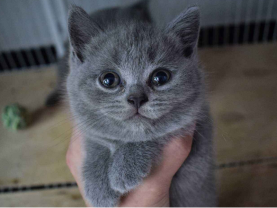 养猫比养狗好得多，说到对我们的帮助，很多人都会心动吧