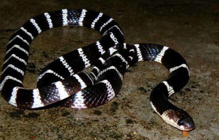 北海道：夏天即将到来，给广大夜间钓鱼人提个醒