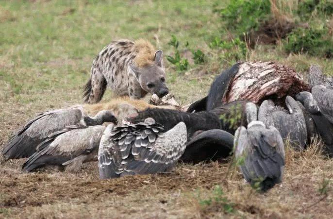 |地球上7个最大胆的动物, 遇事都不怂, 我只服最后一个