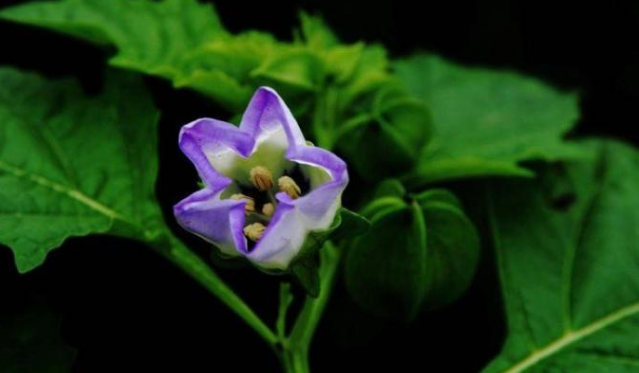 @老婆是3个生肖，天生财富命，越老越有钱，后半生富得流油