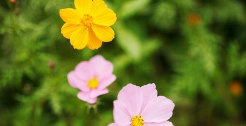 「生肖」人懒却好命，婚后无需操心，只需要负责貌美如花的四大生肖女