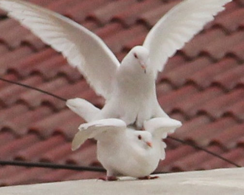 30天没有家飞小鸽子，不用关养直接放鸽舍进行散养，让小鸽子自由出进就可以！