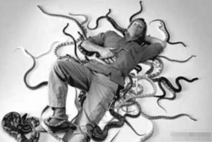 『毒蛇』“世界蛇王”是人而不是蛇，从致命毒蛇到巨蟒，没有他不敢抓的