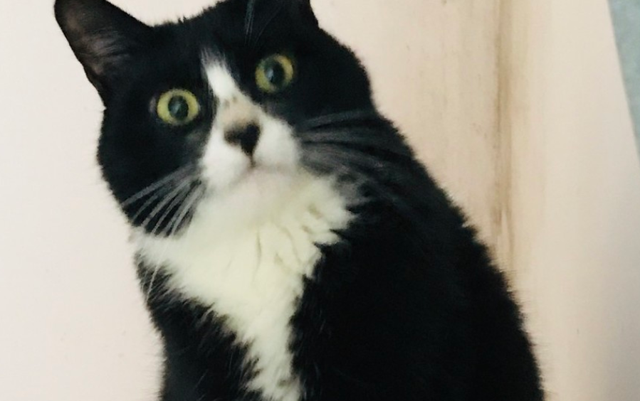 中国股市|中国股市:集合竞价是什么?开盘价如何确定?