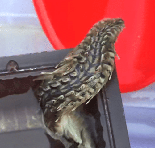 「鲫鱼」钓鱼钓上来的奇怪东西,谁来告诉我这些玩意儿都是啥?