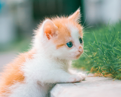 当猫妈妈生产时，我们建议您做到以下几点，一定要保持镇静，要有耐心！