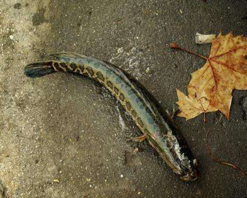 『食人鱼』大自然中，如果黑鱼与食人鱼单挑的话，黑鱼必胜，原因很简单！