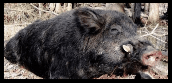 毒蛇|猪是蛇的克星？为什么人们印象中又蠢又笨的猪却不惧怕毒蛇？