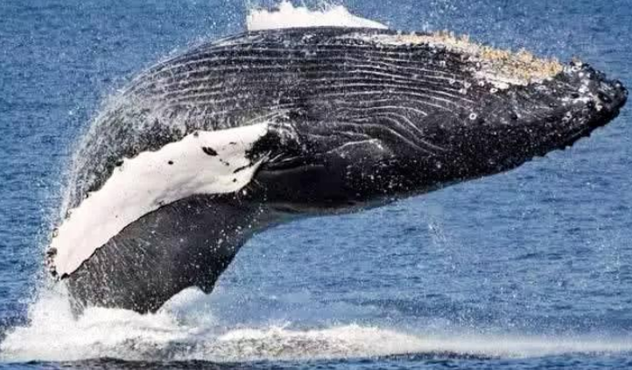 鲸鱼|“来自地狱的食物”,每年都会有人为它丧命!