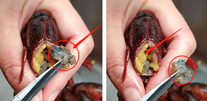 小龙虾▲小龙虾头里有虾黄吗？有人说是“屎”，到底是什么，能不能吃？