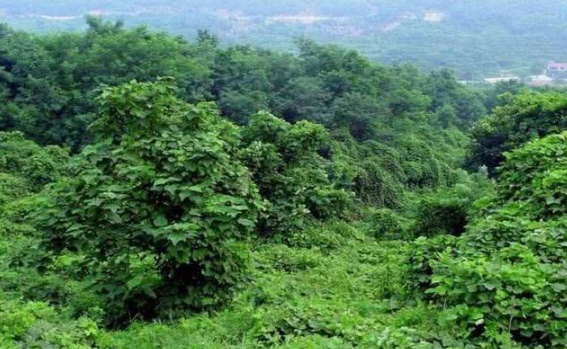 |在中国堪比“千年人参”,但作为入侵物种,在美国成“垃圾”