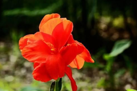 『生肖』4生肖惹不起，6月天降大喜，财神入家中，正财，横财追着跑