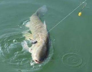 |钓友连声叫绝的秋季钓草鱼技巧!——盛世三渔