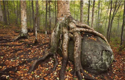 「」全球最“硬”的树, 子弹打上面就像打钢板, 中国拥有最多